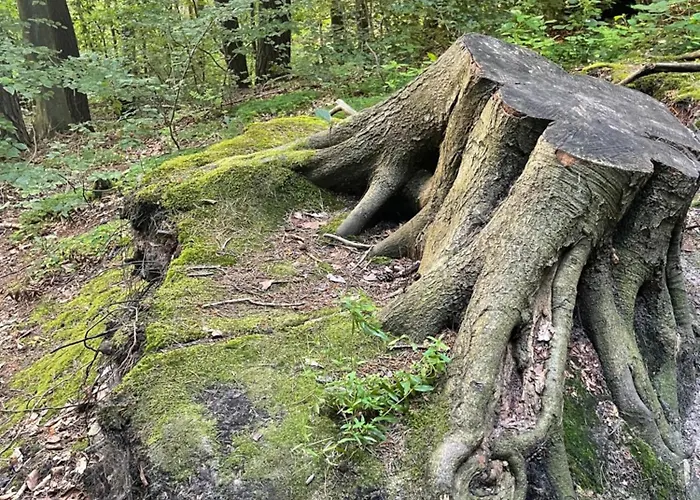 Bed & Breakfast Wolno